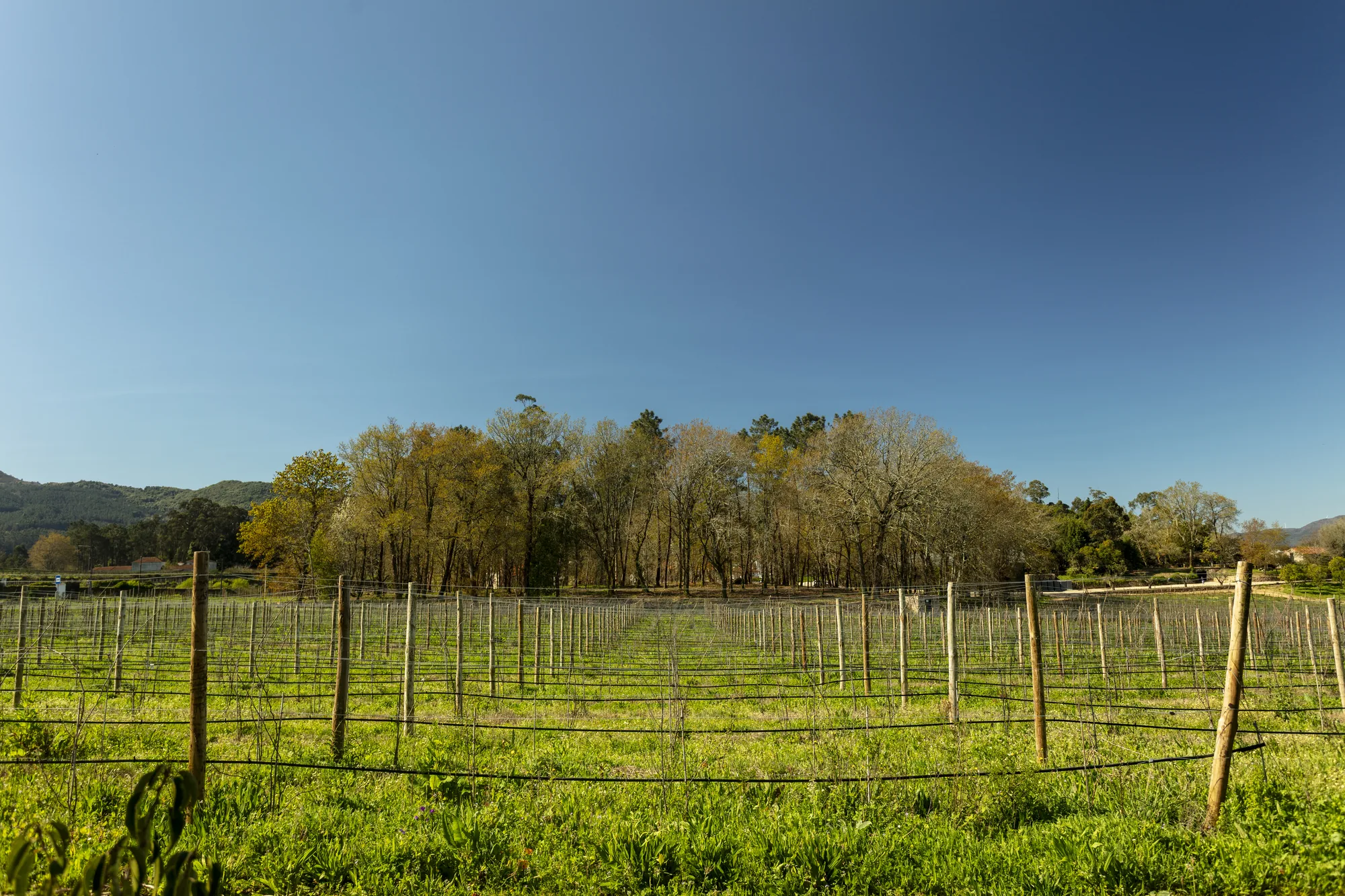 Vinhas da Casa de Nabais